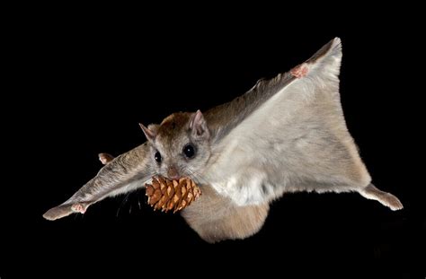 See the Nighttime Acrobatics of Montana’s Flying Squirrels - Atlas Obscura