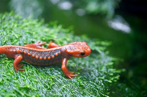 Emperor Newt Stock Photo - Download Image Now - Amphibian, Animal ...