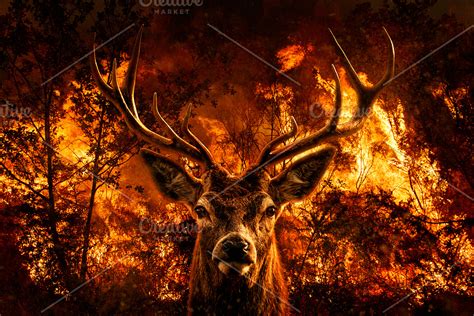 Red Deer portrait on forest fire | High-Quality Animal Stock Photos ...