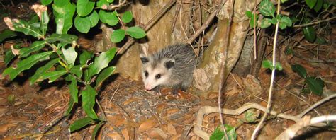 What is the best bait to trap an opossum?