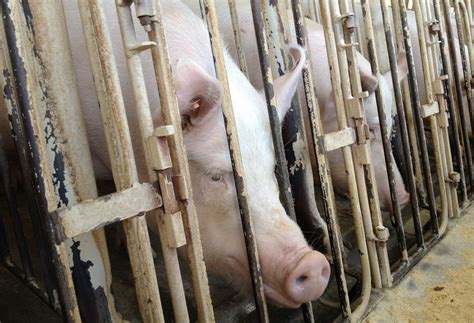 Taping of Farm Cruelty Is Becoming the Crime - NYTimes.com