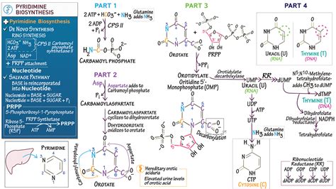 Biochemistry: Pyrimidine Biosynthesis | ditki medical & biological sciences