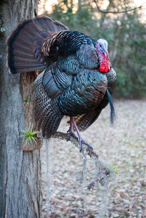 10 best Turkey Beard display images on Pinterest | Turkey mounts, Deer ...