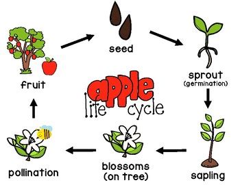 Apple Life Cycle Poster FREE by Mrs Davidson's Resources | TpT