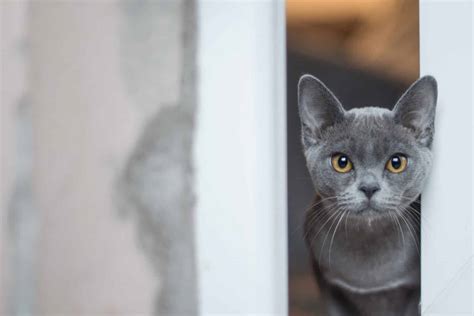 The 34 Most Popular Grey Cat Names