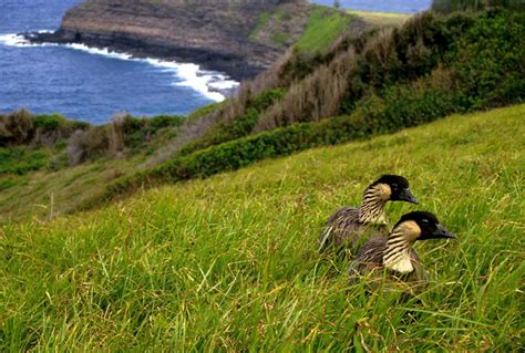 10 Endangered and Threatened Birds of America