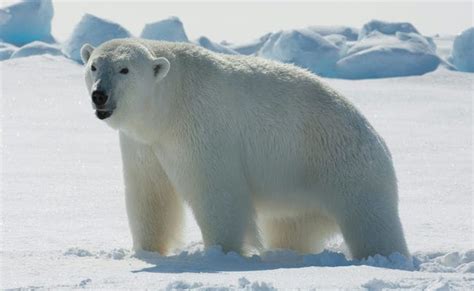 Top 10 Most Famous Arctic Animals – Arena Pile