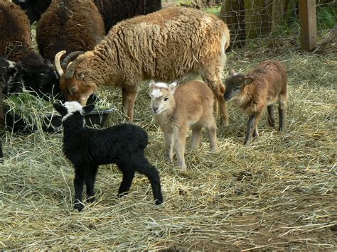 Woodland Creek Farm Soay Sheep: Lamb status at Woodland Creek