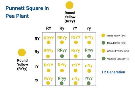 Punnett Square- Definition, Types, Application, Examples, Limitations