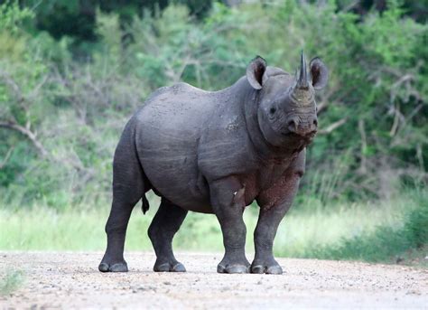 Javan Rhino | International Rhino FoundationInternational Rhino Foundation