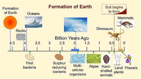 Multicellular Organisms Diagram