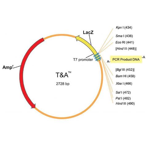 T&A™ Cloning Kit / Cloning Vector