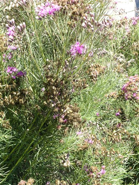 Berkeley Butterfly Blog: Vernonia nudifolia--Iron Weed