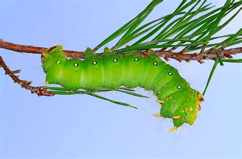 Caterpillar Identification Guide: 40 Species With Photos and ...