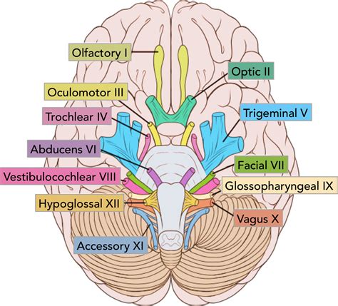 Summary of the Cranial Nerves - TeachMeAnatomy