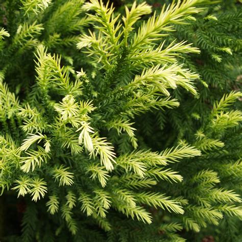 Cryptomeria japonica Sekkan-sugi | Japanese Cedar Trees For Sale