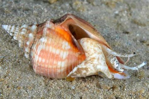 Fighting Conch Snail – Detailed Guide: Care, Diet, and Breeding ...