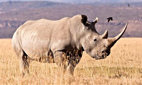 White Rhino Facts | Anatomy, Diet, Habitat, Behavior - Animals Time