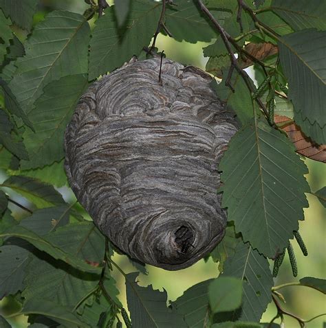 Paper Wasp Nest Vs Hornet Nest