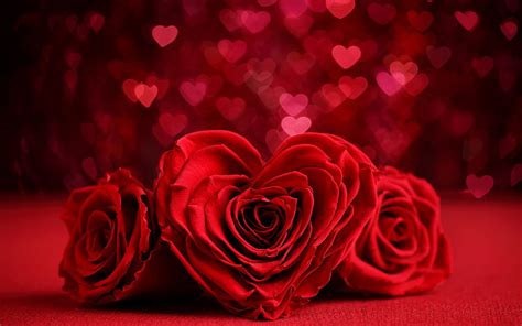 Valentines Day, roses, hearts bokeh, flowers heart, HD wallpaper | Peakpx