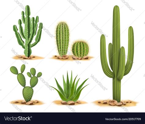 Cactus plants set of desert among sand and rocks Vector Image