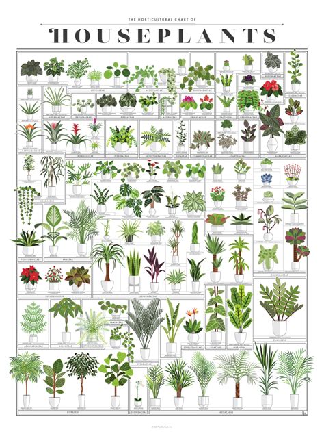 The Horticultural Chart of Houseplants | Plant decor indoor, Common ...