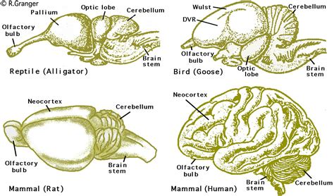 Galileo Feynman: Comparative Brain Anatomy in Different Animals -- Some ...