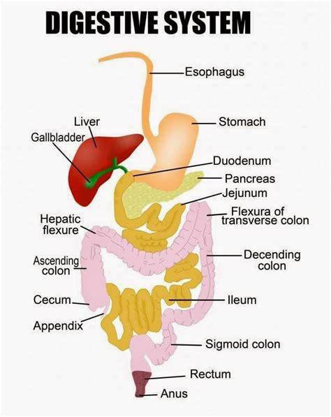 QUADDo Science: Human digestive system - part 1