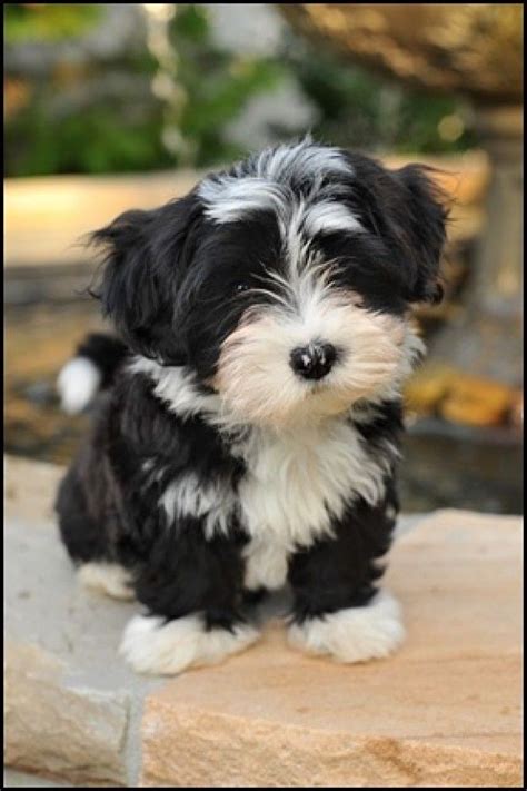 Havanese dog | Cute animals, Puppies, Pets