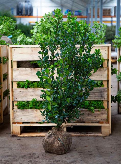 Common Holly Evergreen Hedging | Form Plants