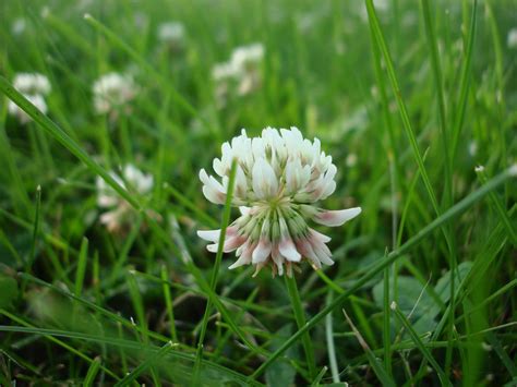 Weed of the Week: White Clover