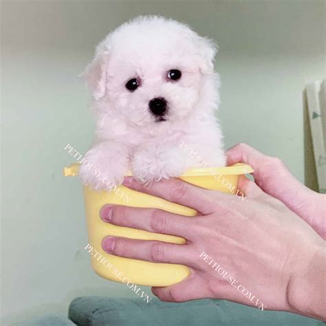 Chó Poodle Tiny Trắng: Bí Quyết Chăm Sóc Và Nuôi Dưỡng Sức Khỏe ...