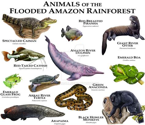 Facts About Animals In The Amazon Rainforest