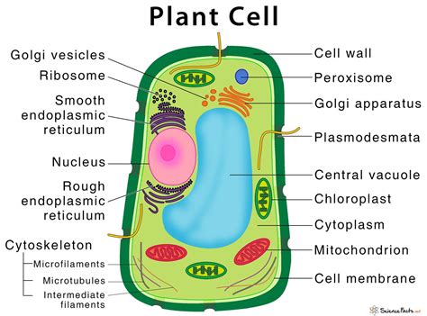 Parts Of Plant Cell And Its Functions | Reviewmotors.co