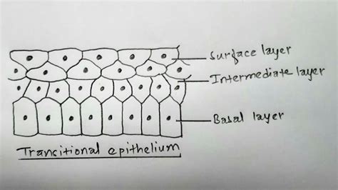 Transitional Epithelial Tissue Diagram