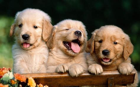 Cute Dog Wallpapers - Wallpaper Cave