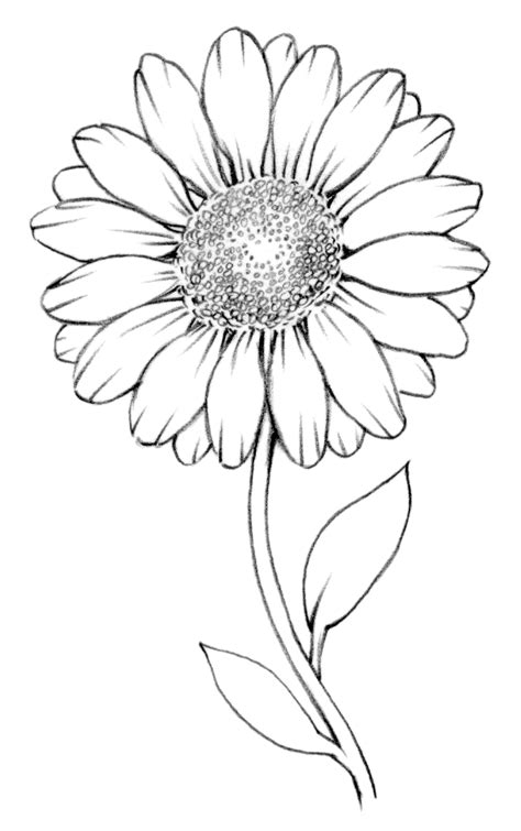 Drawing Lesson: Flower | The Scribbles Institute