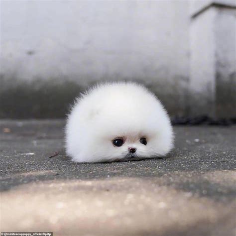 Adorable Tiny Pomeranian Dog