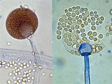 Mucor | Mycology | University of Adelaide