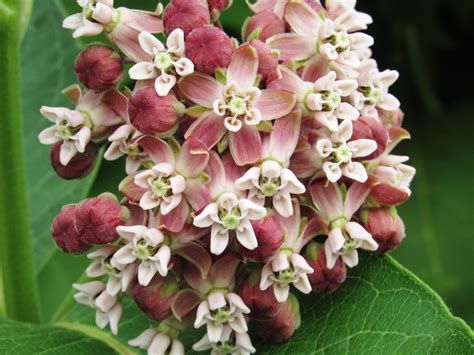 the common milkweed: Common Milkweed's Moment