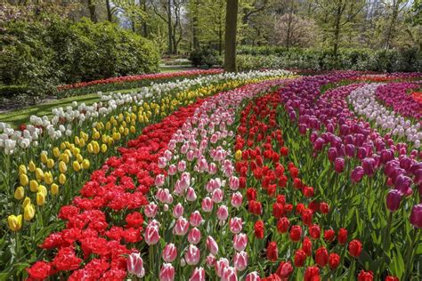 Opening Keukenhof tulip gardens 2021 - Get discount tickets now | Tulip ...