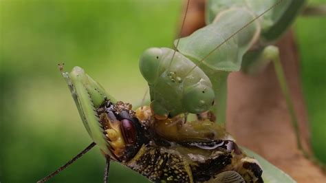 Praying Mantis Feeding - Realtime 1h20min - YouTube