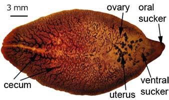 Fasciola hepatica - Indonesian Medical Laboratory