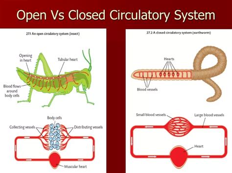 PPT - Open Vs Closed Circulatory System PowerPoint Presentation, free ...