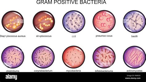 Examples Of Gram Positive Bacteria : Difference Between Gram Positive ...