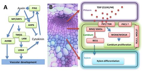 Frontiers | Molecular Mechanisms for Vascular Development and Secondary ...