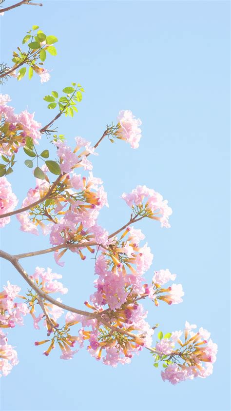 25 Greatest pastel aesthetic flower wallpaper iphone You Can Download ...