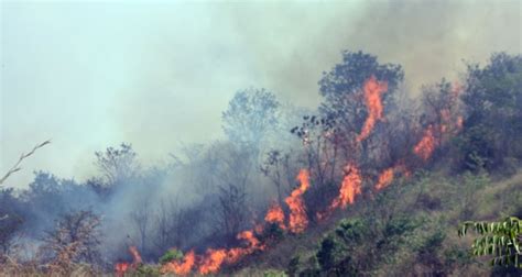 Berharap Nol Kebakaran Hutan di 2017 - The Indonesian Institute