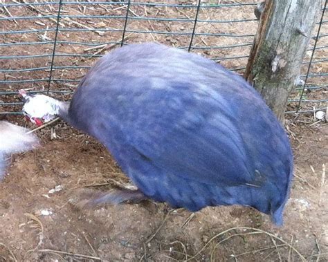 Guinea Fowl Colors : 7 Various Beautiful Colors of Guinea Fowl