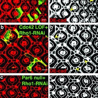 Working model for Rho function in remodeling, formed epithelia. Rho ...